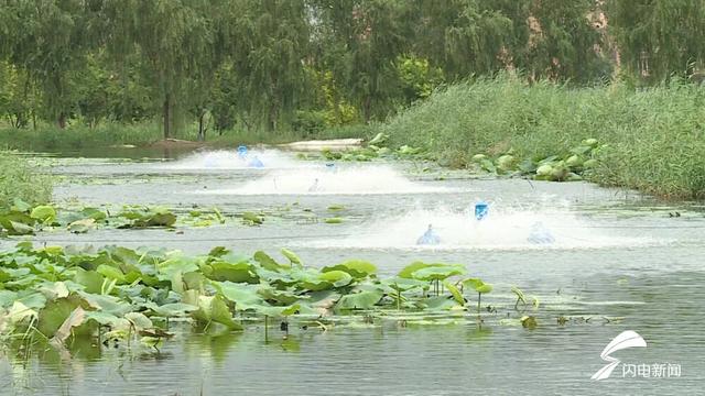 陵城区金庄村：50亩罗非鱼迎来收获季，特色养殖助力村民增收