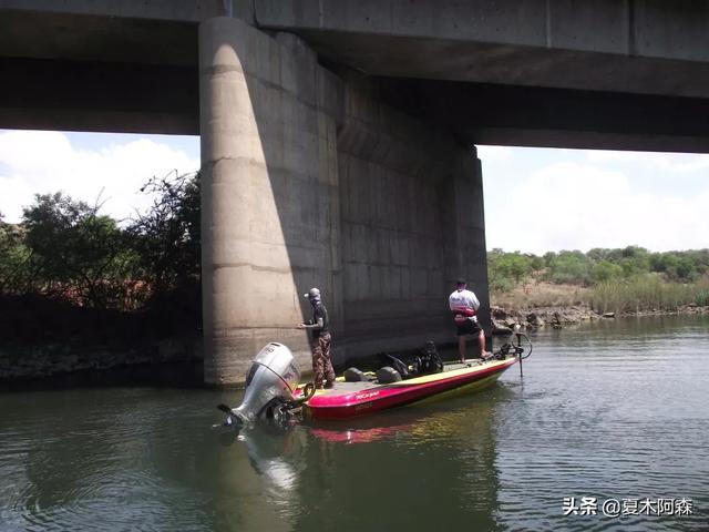 它是猎食鱼类，却不善游泳，机会主义者鱼种——鳜鱼