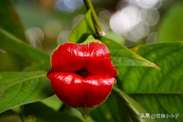 奇特的植物—嘴唇花