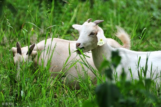 干货！如何降低肉山羊的饲养成本？最全面的肉山羊饲养、管理方法