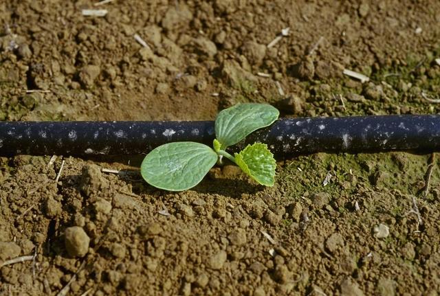 菜地怎样防治土蚕虫害？快来看这5个防虫方法和8个杀虫方法