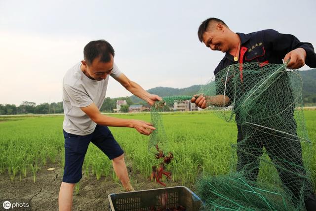 生财有道，稻虾连作养殖小龙虾，半年产值30亿，千万农民致富