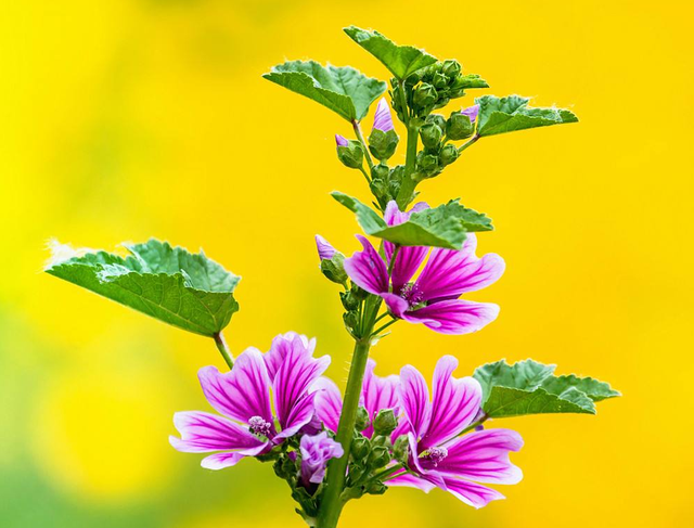 锦葵带有“仙气”的花朵，花期长，就是不怎么好养