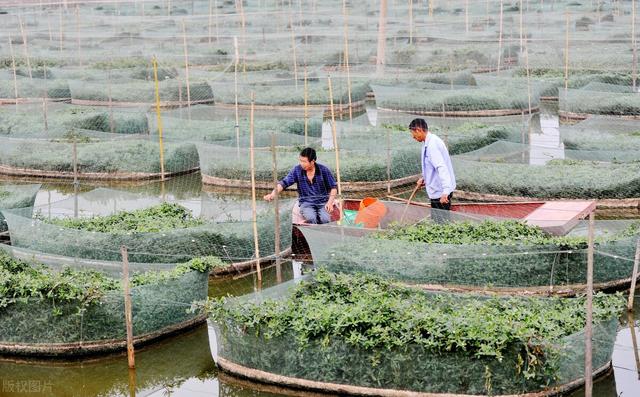 南方平湖区低洼湿地稻、虾(鳝)立体种养模式及关键技术