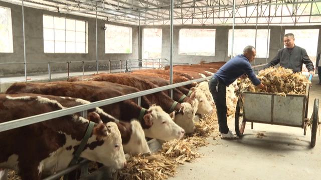 广元剑阁：肉牛养殖让农民日子“牛”起来