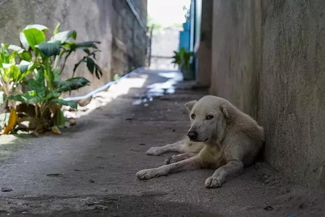 沈阳一心理陪伴犬被盗，宠物丢失这件事你重视了吗？