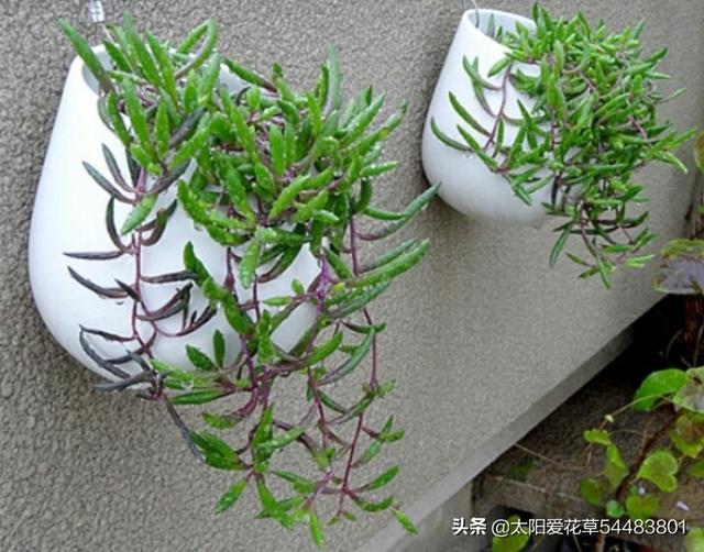 养护紫玄月，掌握5个方法，植株长得旺旺的