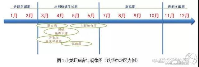 小龙虾病害发生规律及其应对措施