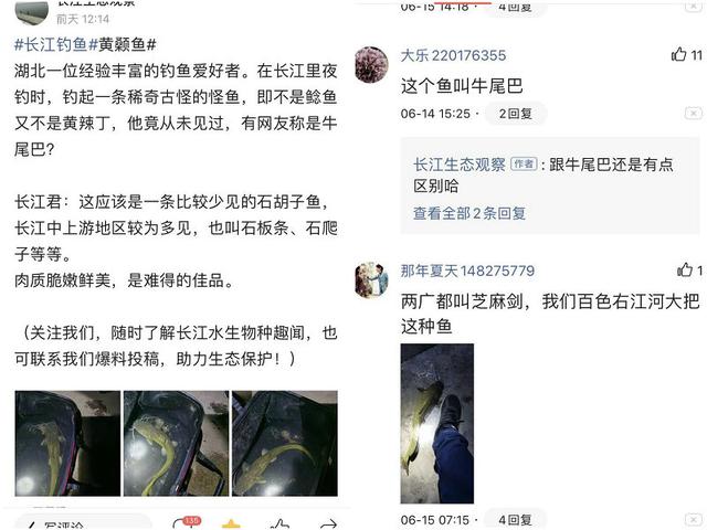 被“忽视”的长江石扁头，偶尔有人钓起，却被错当成黄颡鱼