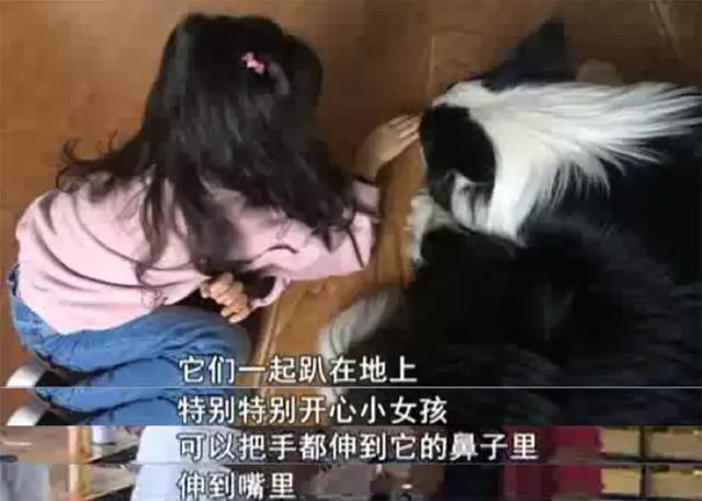 沈阳一心理陪伴犬被盗，宠物丢失这件事你重视了吗？