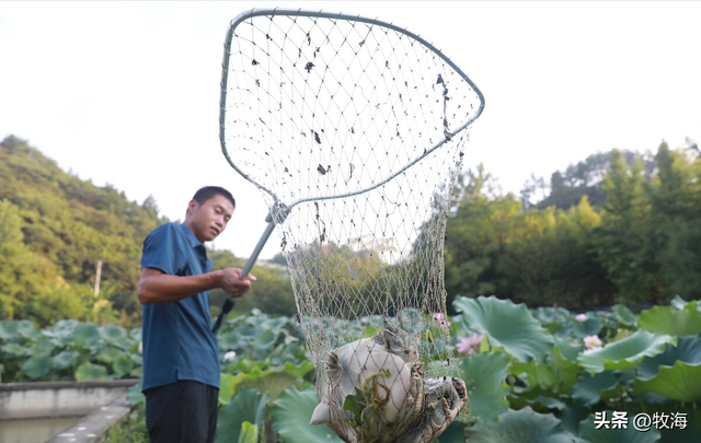 养一亩中华鳖，效益有多高？