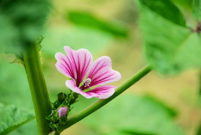 锦葵带有“仙气”的花朵，花期长，就是不怎么好养