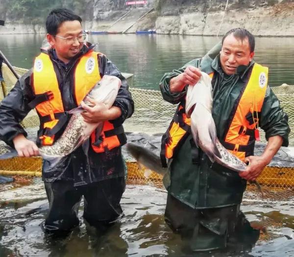 黔地出好水，好水养好鱼~贵水黔鱼，“游”上百姓餐桌