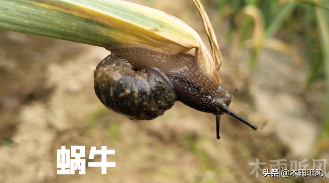 防治菜地里的蜗牛和鼻涕虫，有更好的办法吗？