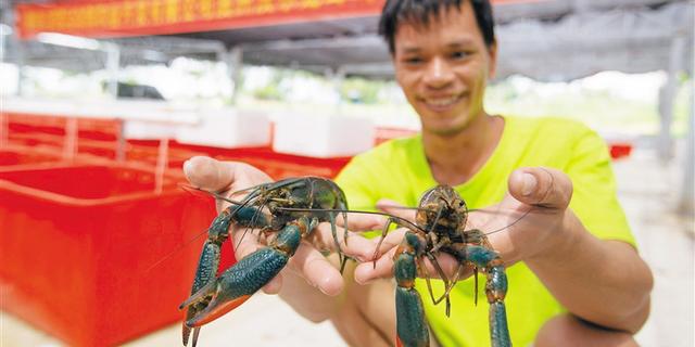 海南陵水光坡镇大力发展高效水产养殖产业 淡水龙虾“游”出脱贫路