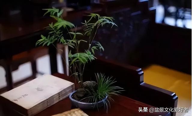 花草千百种，独爱松与竹