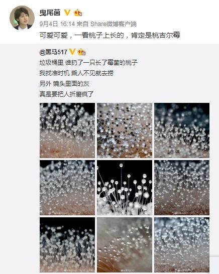 行走在科学界的网红，周晴烽：城市很闷，养群黏菌玩一玩？