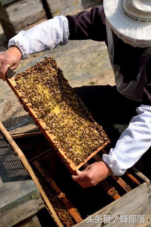 蜜蜂养殖，满足4个条件，不想让蜜蜂造脾都难