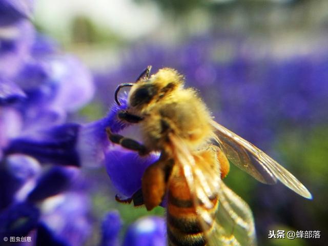 定地养蜂，养蜂与蜜源息息相关，巧用种植加养殖，收入倍增