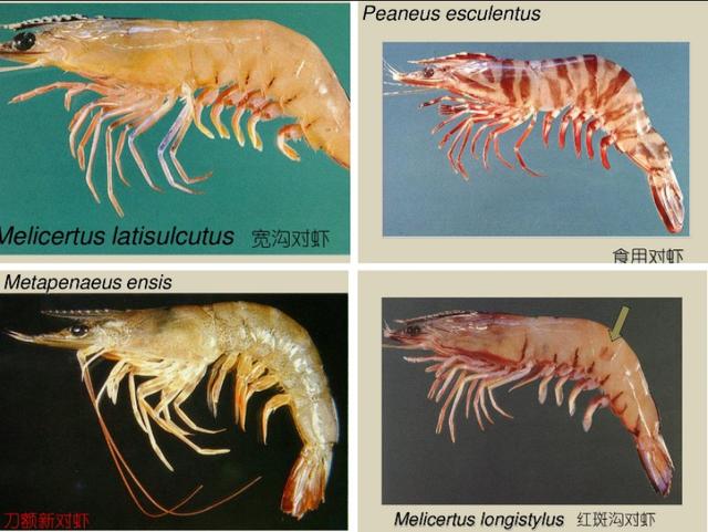 「特种养殖」我国主要对虾养殖品种有哪些？竟多达6属29个品种