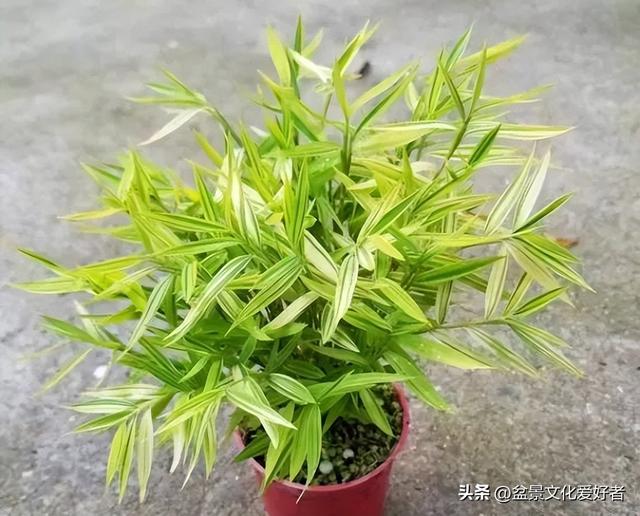 花草千百种，独爱松与竹