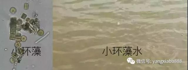 2019水产养殖事半功倍，掌握好培藻技术很重要