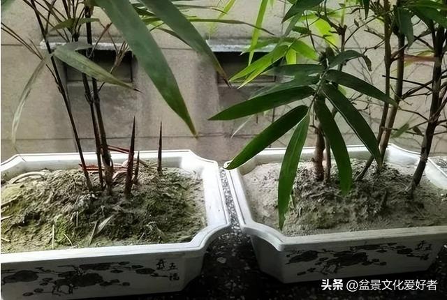 花草千百种，独爱松与竹