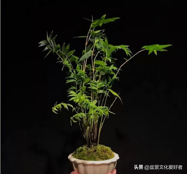 花草千百种，独爱松与竹