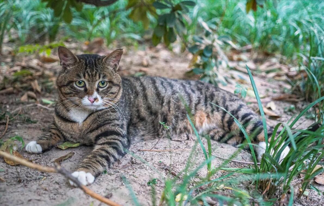 最适合“家养”的8种猫，好养又漂亮，你家猫上榜没？