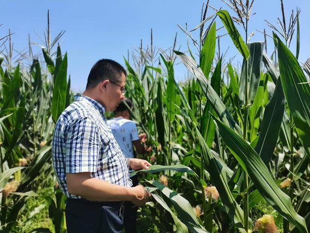 科技赋能：从会种田到“慧”种田