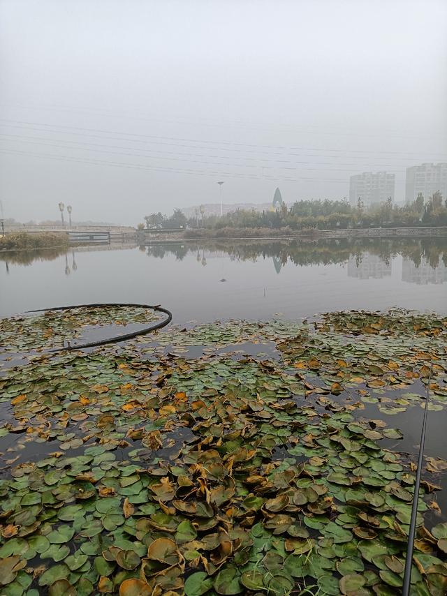 传统钓第三天，使用逗钓600克大黄金鲫成功入护