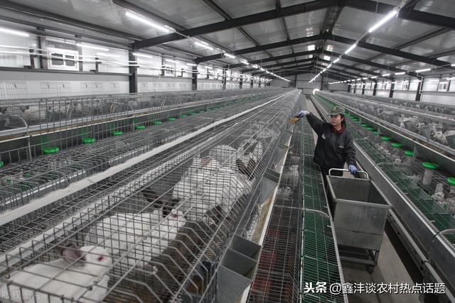 肉食兔养殖不是不赚钱选对好的肉兔品种掌握好兔子养殖技术是关键