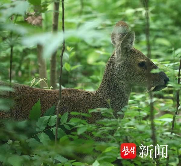 獐子现身南京东郊植物草丛中溜达