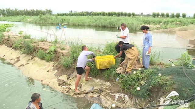 陵城区金庄村：50亩罗非鱼迎来收获季，特色养殖助力村民增收