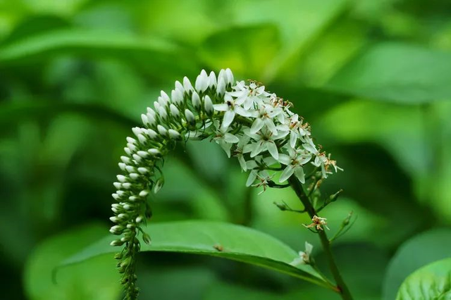 24种带有“虎”字的植物，有些花卉名称都没听过，你认识几种？