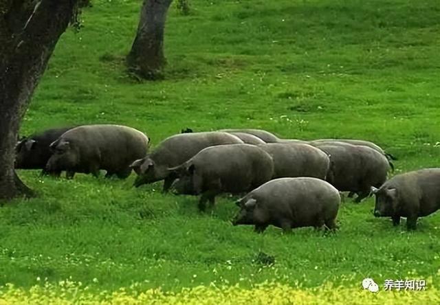 十大暴利养殖 养殖业什么最赚钱农村 农村养殖什么好销路好