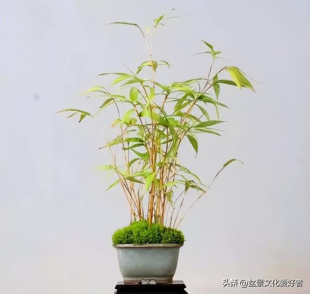 花草千百种，独爱松与竹