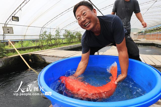 山东荣成：锦鲤养殖促增收