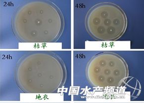 来来来！见识对虾养殖中“过路菌”、“功能菌”、“酶制剂”，用过的人都叫好