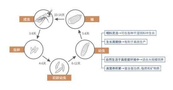 助力碳达峰碳中和，低碳昆虫黑水虻的环保之旅