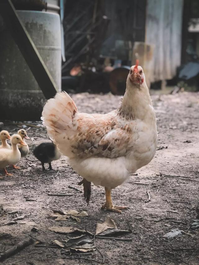 必看！这可能是最全、最实战的肉鸡养殖技术