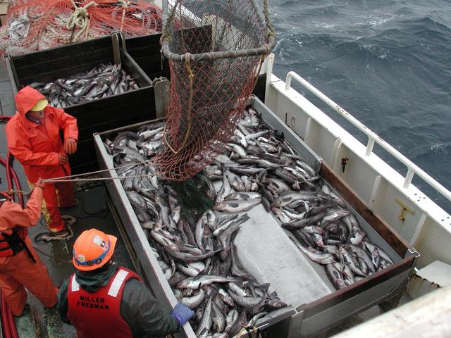 狭鳕的秘密：1条“救命鱼”、4个“开发者”以及混乱的市场