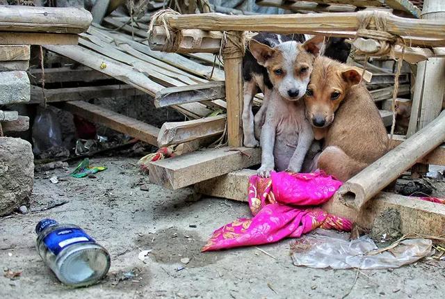 沈阳一心理陪伴犬被盗，宠物丢失这件事你重视了吗？