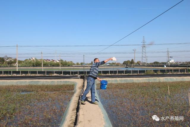 “蟹苗之乡”一年卖出1000多万斤蟹苗，效益好的养殖户每亩纯利超万元