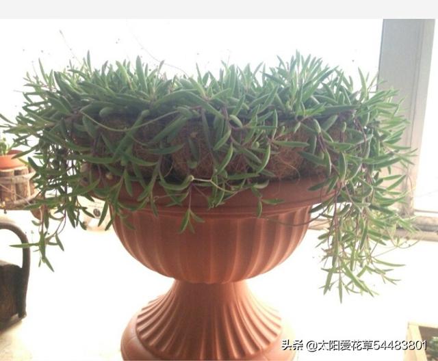 养护紫玄月，掌握5个方法，植株长得旺旺的