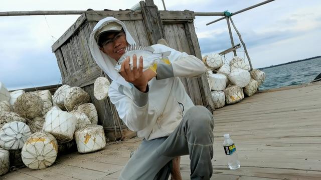 清晨鱼口凶猛，下竿立即黑漂，第一次海钓到这种鱼类，身长50公分