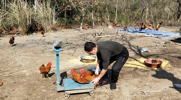 助企助农三服务｜山中土鸡，海上黄鱼，都在待销