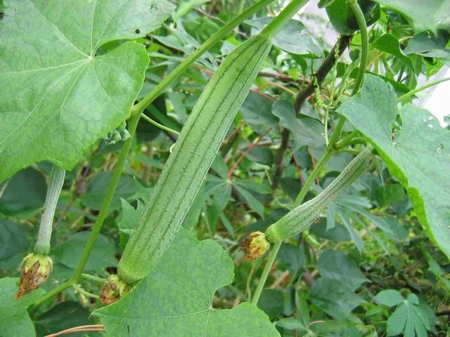 河南“5大怪菜”，都是本地人的心头爱，外地人直呼：难以接受