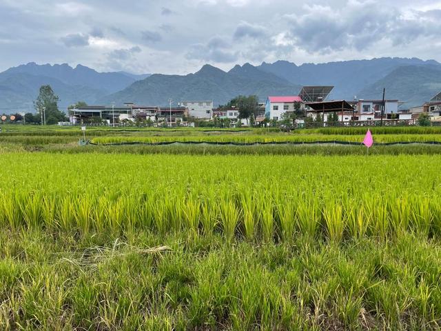 陕西西安：一田“稻虾共生”见丰收