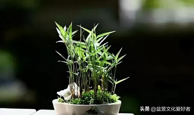 花草千百种，独爱松与竹